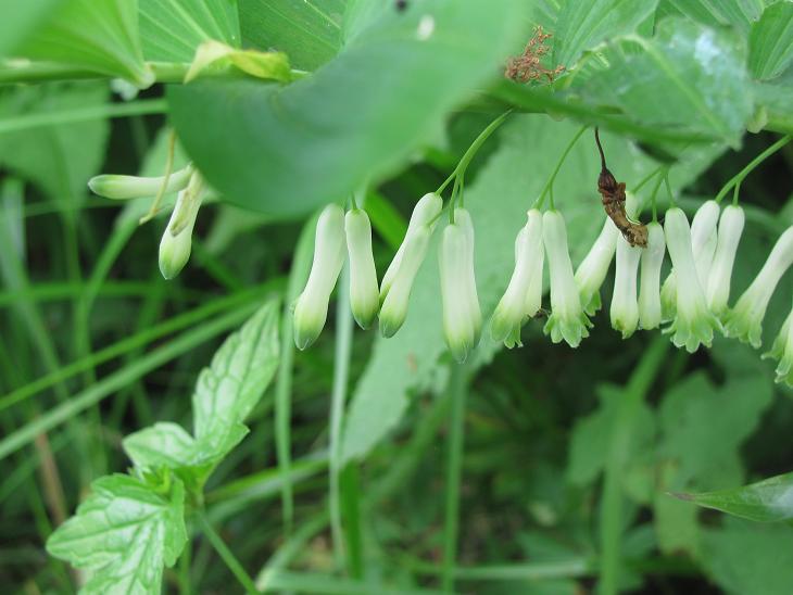 Polygonatum multiflorum